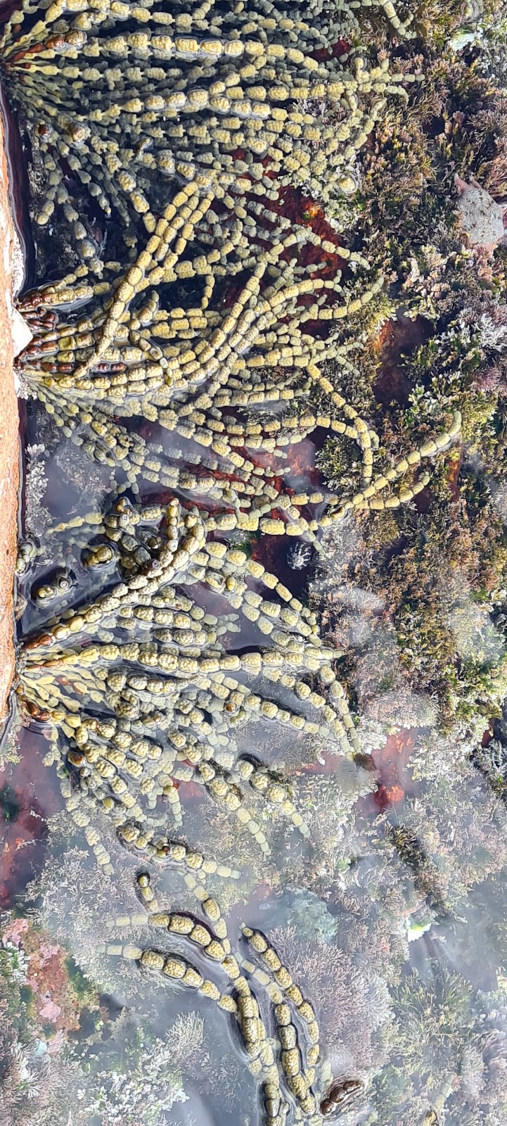 Rock Pool - swimming and observing sea flora and fish | 3 Noamunga St, Boat Harbour NSW 2316, Australia | Phone: 0437 476 412