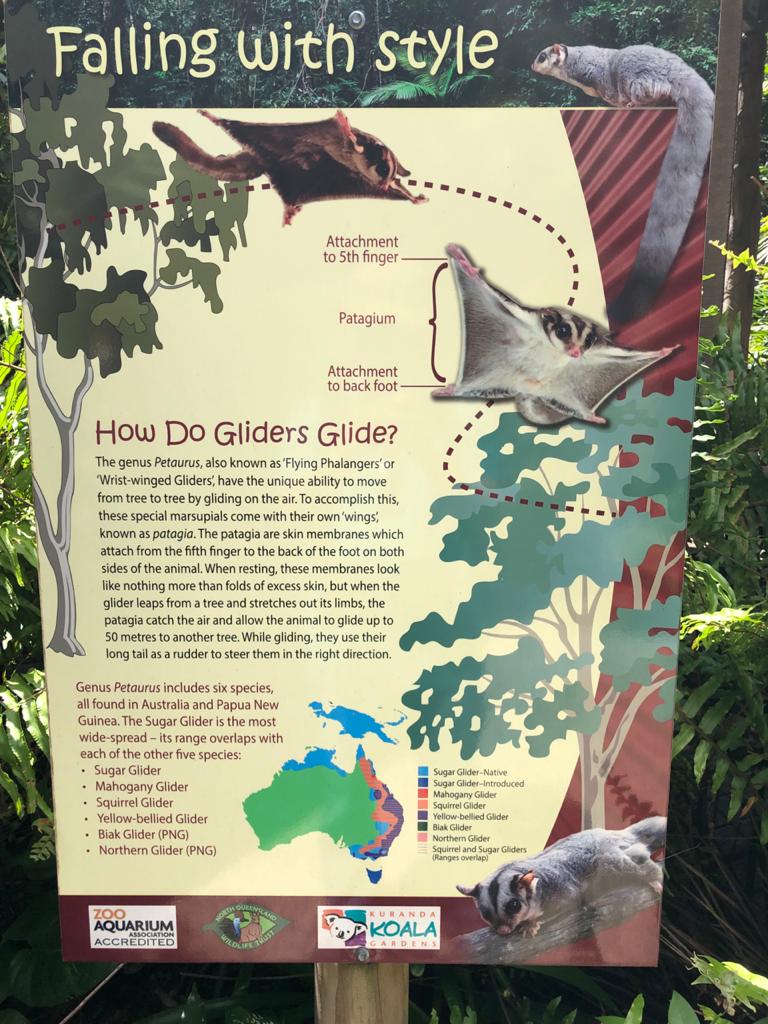 wild kuranda | koala gardens, Rob Veivers Dr, Kuranda QLD 4881, Australia | Phone: (07) 4055 3576