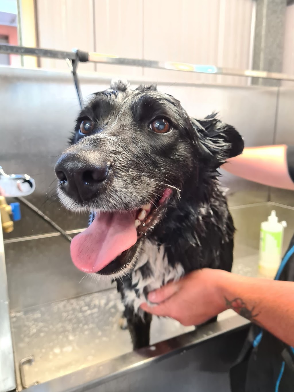 posh pups grooming |  | 8 Oxlade St, Warrawong NSW 2502, Australia | 0475555688 OR +61 475 555 688