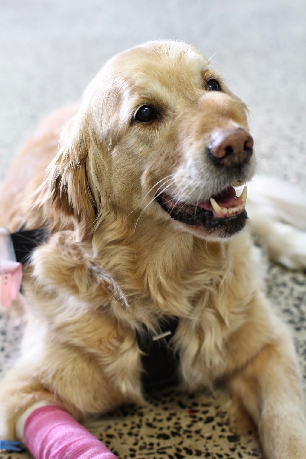 Southpaws Specialty Surgery for Animals PTY LTD | 3 Roper St, Moorabbin VIC 3189, Australia | Phone: (03) 9553 1775