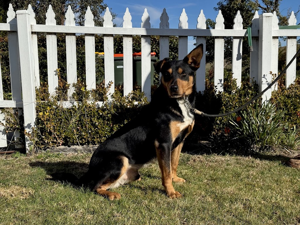 Capree Stud | 577 Caloola Rd, Newbridge NSW 2795, Australia | Phone: 0429 797 633