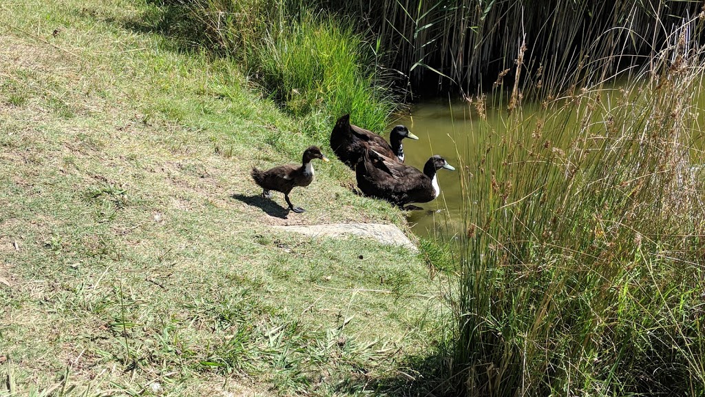 The Oberon Common | park | 44 Edith Rd, Oberon NSW 2787, Australia | 0263298100 OR +61 2 6329 8100