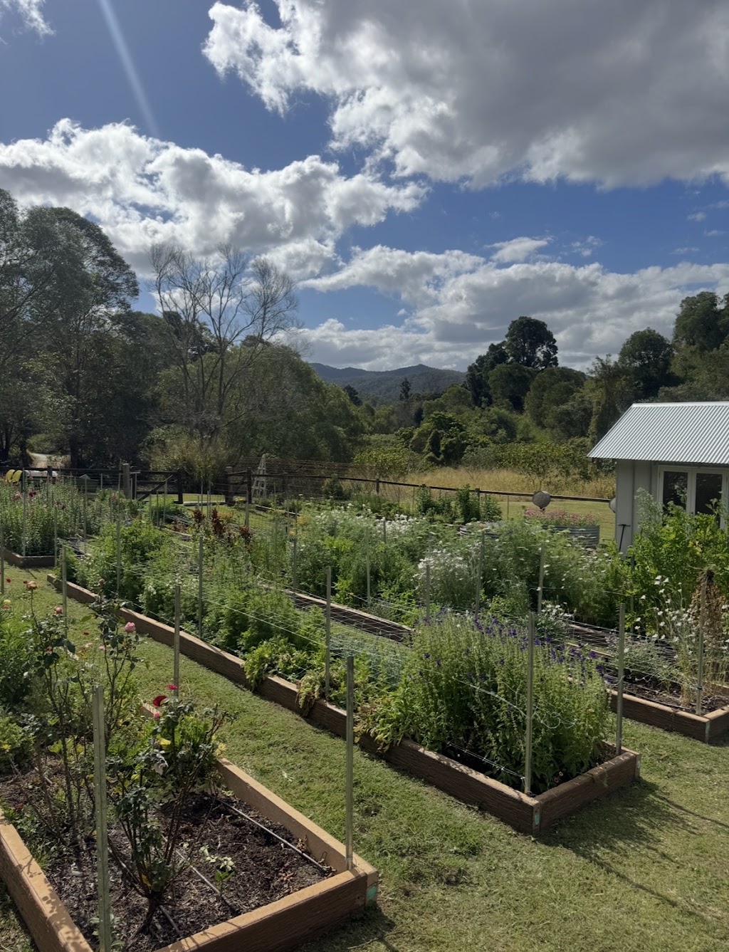 Macadamia floral farm | 52 Macadamia Dr, Laceys Creek QLD 4521, Australia | Phone: 0414 994 446