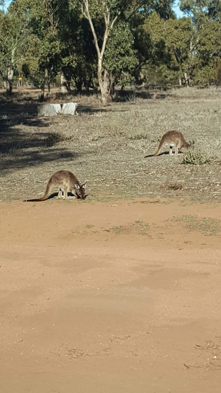 Woolshed Flat campground | campground | Woolshed Flat Trail, Binya NSW 2681, Australia | 0269668100 OR +61 2 6966 8100