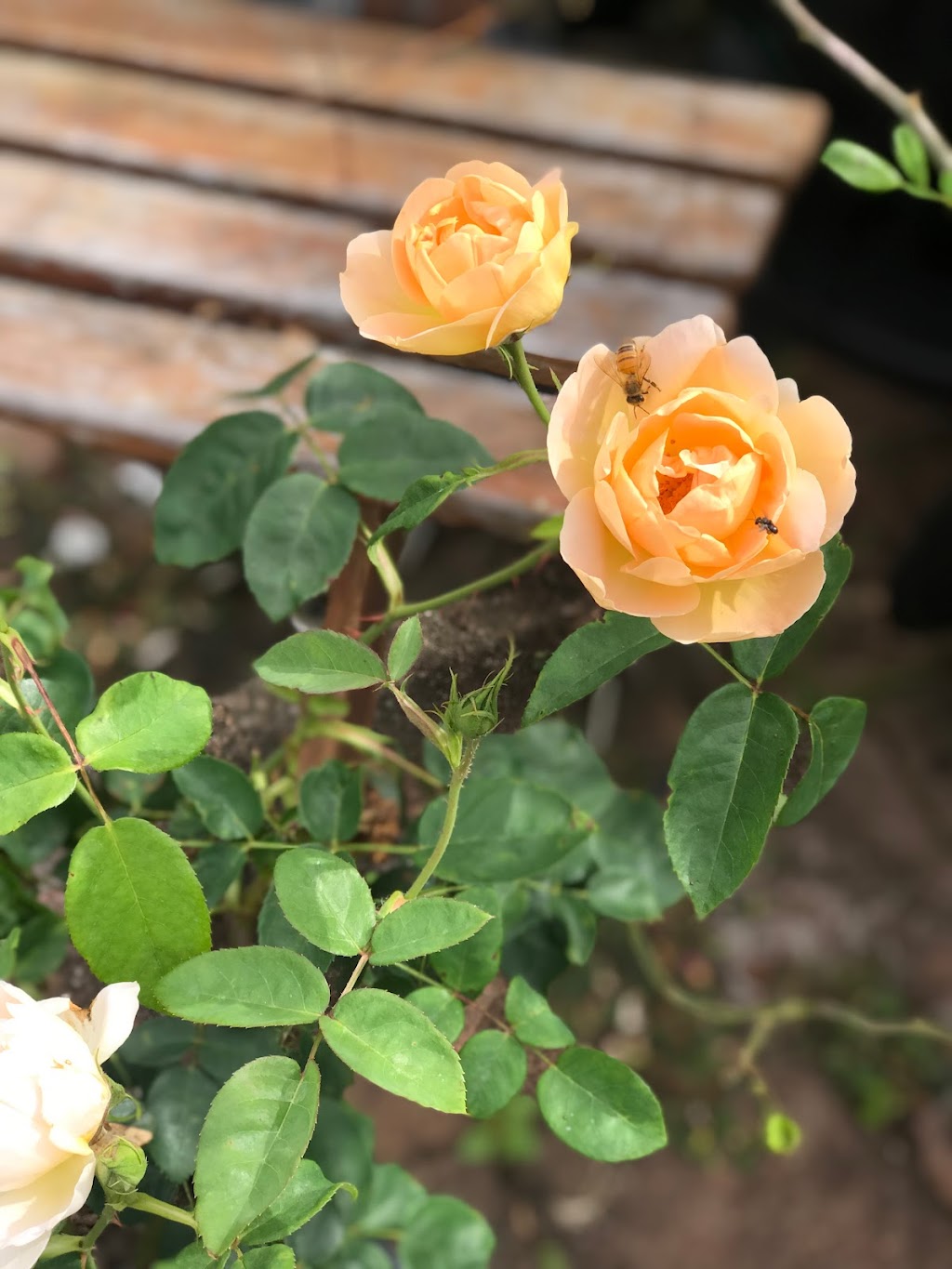 Green E Roses | 400-402 Galston Rd, Galston NSW 2159, Australia | Phone: (02) 9653 1745