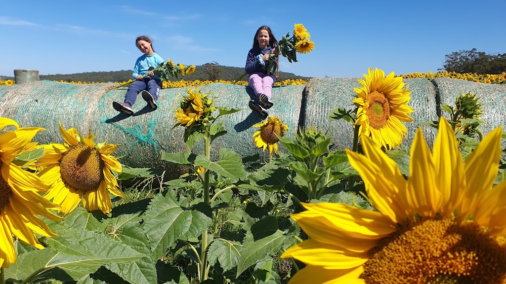 Spa Country Sunflowers | 420 Developmental Rd, Bolwarrah VIC 3352, Australia | Phone: 0418 387 380
