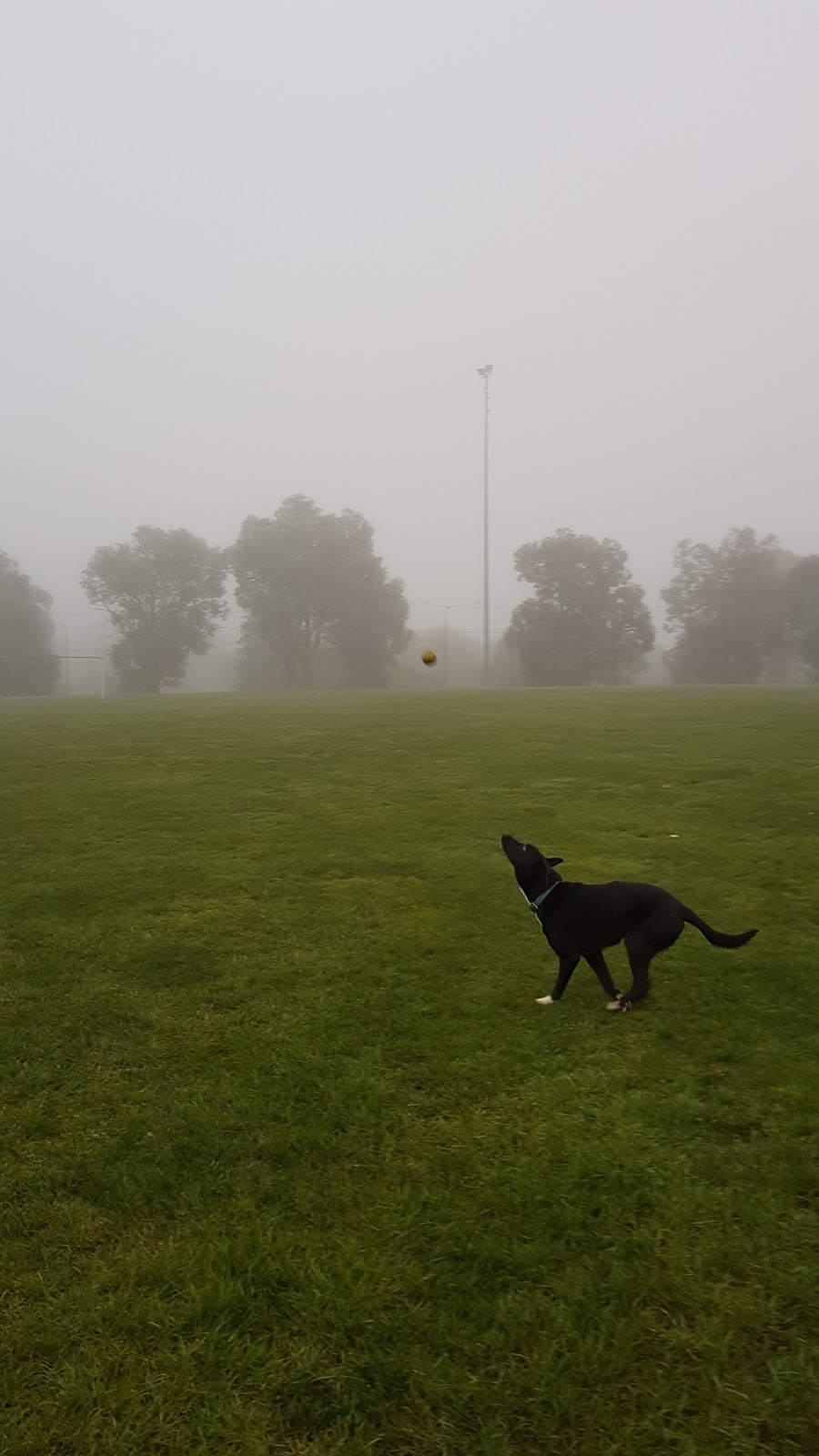 Page Neighbourhood Oval | park | Page ACT 2614, Australia