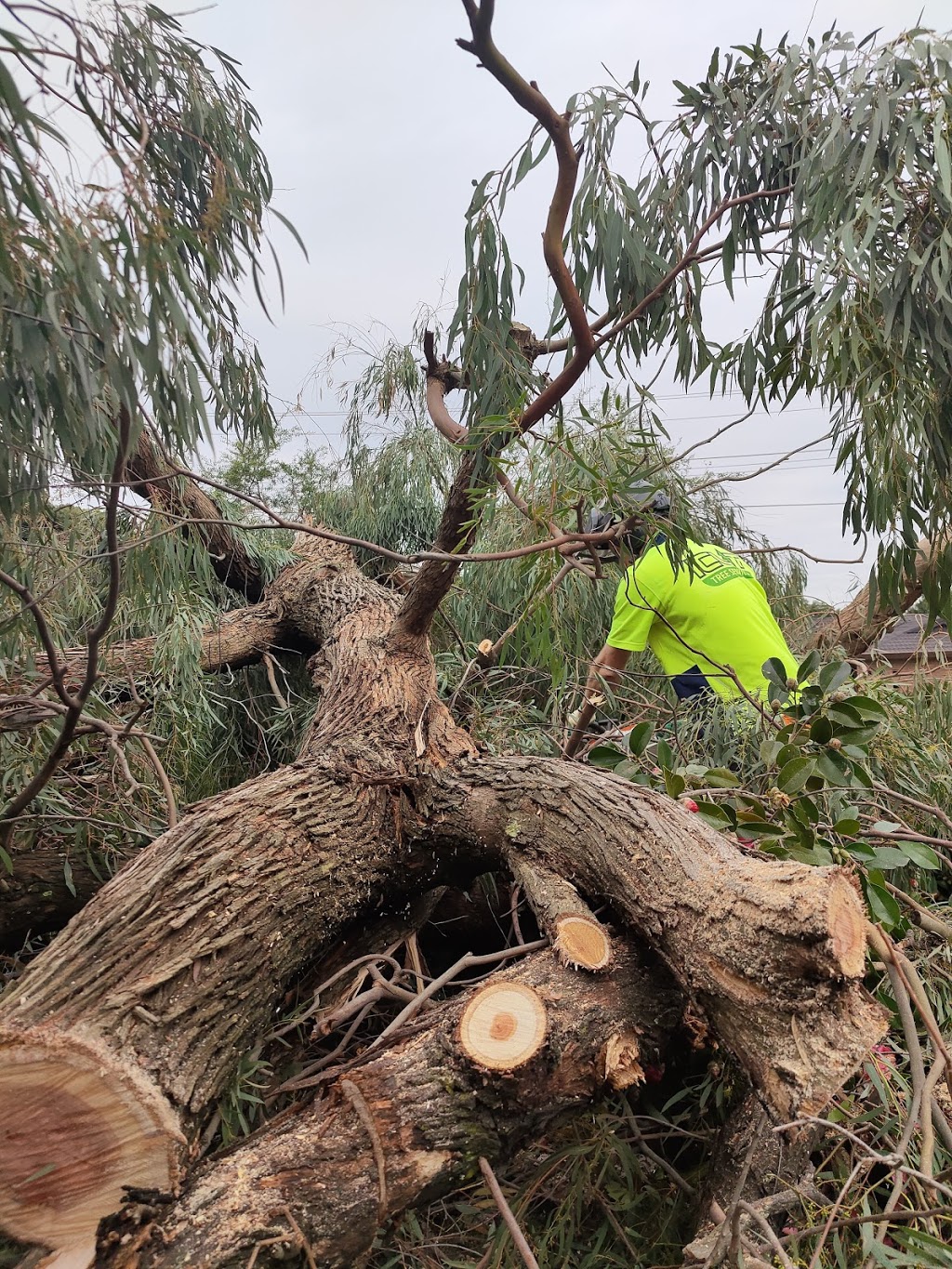 I Cut Tree Services | 18 Rowan Ave, Boronia VIC 3155, Australia | Phone: 0409 906 301