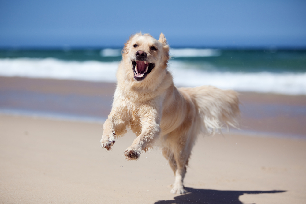 Dog Friendly Holidays - Peregian Beach | 73 Oriole Ave, Peregian Beach QLD 4573, Australia | Phone: 0413 059 925