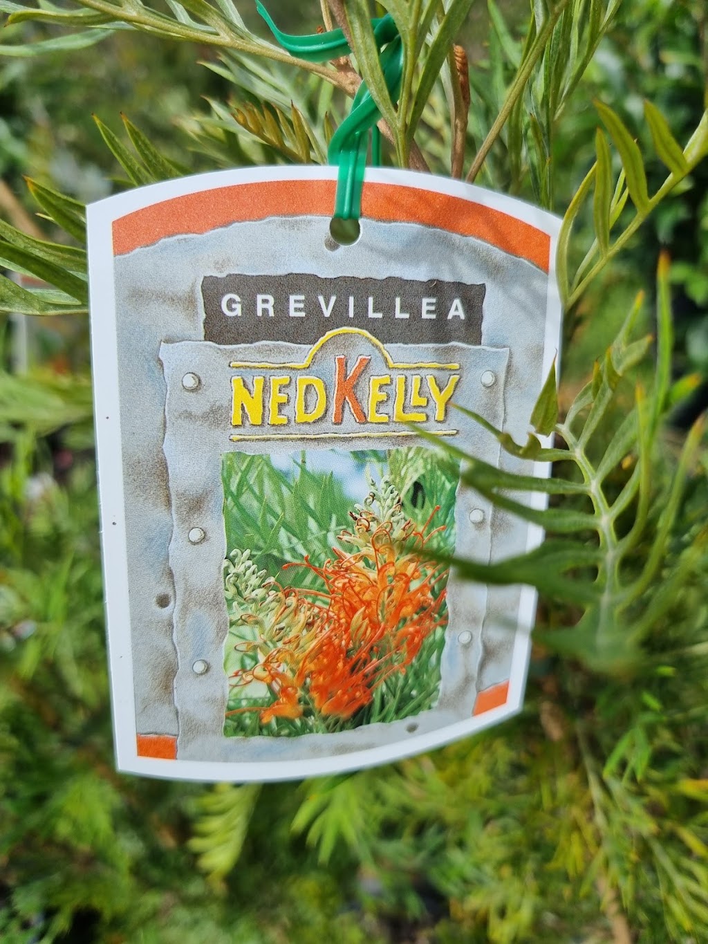 Delivertree | 19-25 Markwell Rd, Caboolture QLD 4510, Australia | Phone: 0401 443 470