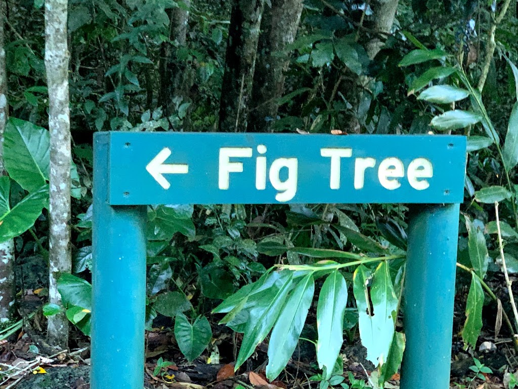 Curtain Fig Tree | tourist attraction | Fig Tree Road, East Barron QLD 4883, Australia | 0740914222 OR +61 7 4091 4222