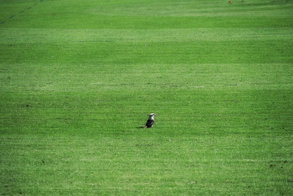 Macquarie University Sports Fields | Macquarie Park NSW 2113, Australia | Phone: (02) 9850 7397