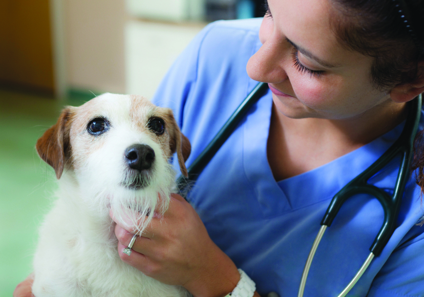 Bellarine Veterinary Practice | veterinary care | 108 High St, Drysdale VIC 3222, Australia | 0352531393 OR +61 3 5253 1393