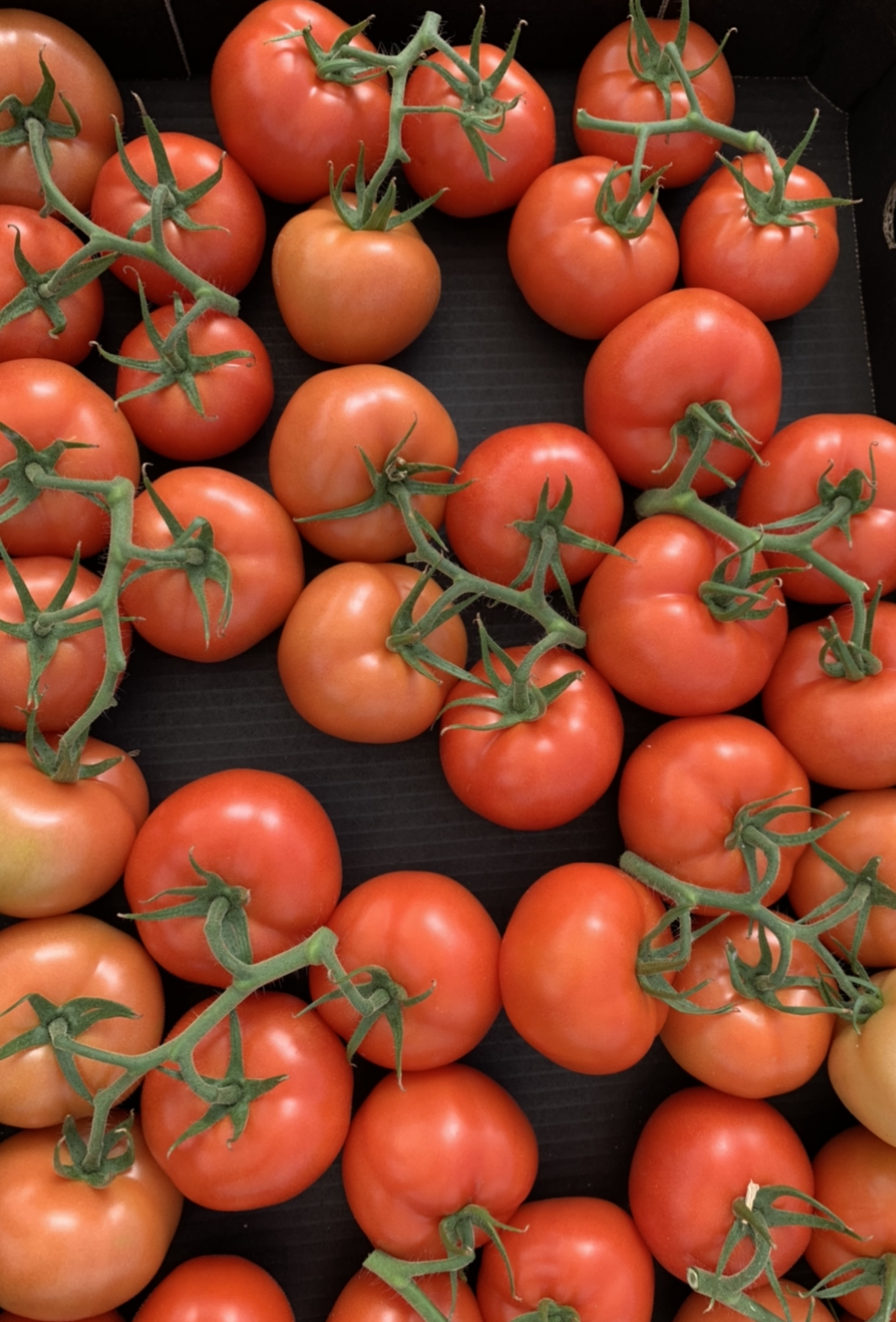 Growing fresh vegi SA |  | Moloney Rd, Virginia SA 5120, Australia | 0405556023 OR +61 405 556 023