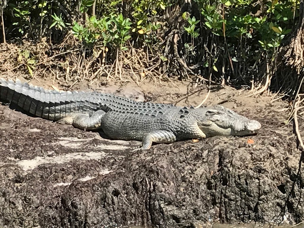 Daintree River Fishing & Photography Tours |  | Cape Tribulation Rd, Lower Daintree QLD 4873, Australia | 0488907776 OR +61 488 907 776