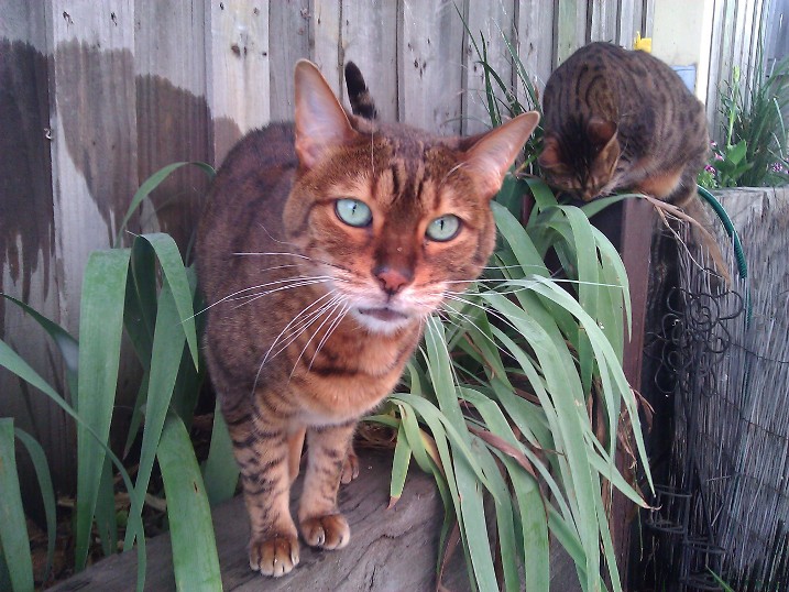 Cat Max Clear Net Enclosures | 318D Lenah Valley Rd, Lenah Valley TAS 7008, Australia | Phone: 1300 306 605