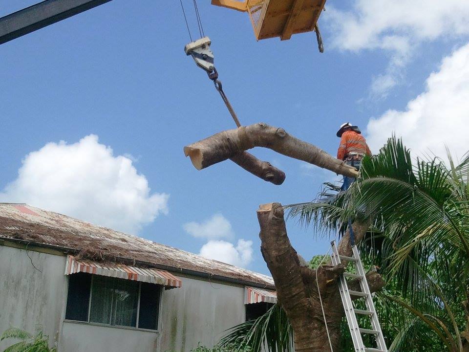 GDays Tree Care - Tree Removal Mackay |  | 182 Shoal Point Rd, Shoal Point QLD 4750, Australia | 0428424018 OR +61 428 424 018