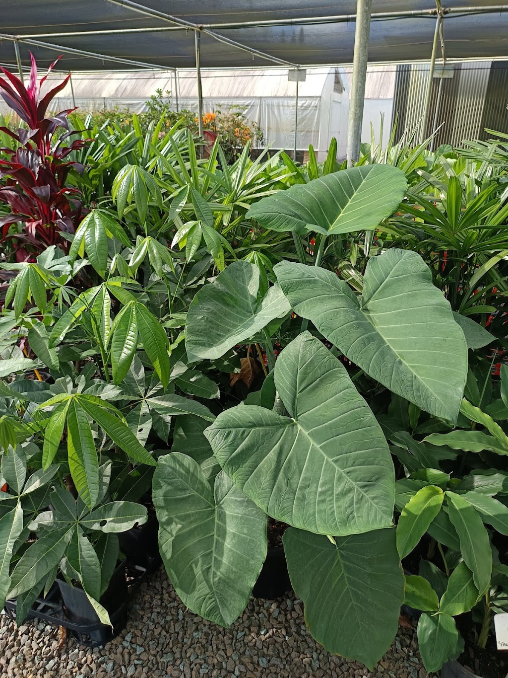 Rutters Road Nursery -Wholesale Only | 196 Rutters Rd, Elimbah QLD 4516, Australia | Phone: 0416 122 857