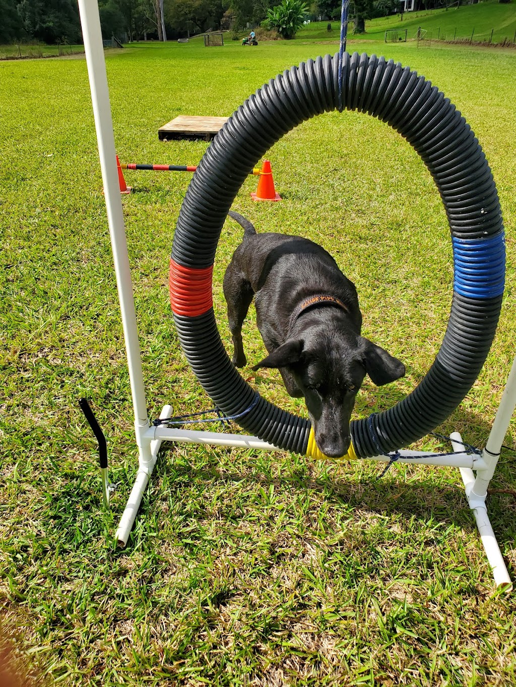 Canine Revolution Dog Training Coffs Harbour | 36 Upper Orara Rd, Karangi NSW 2450, Australia | Phone: 0414 251 177