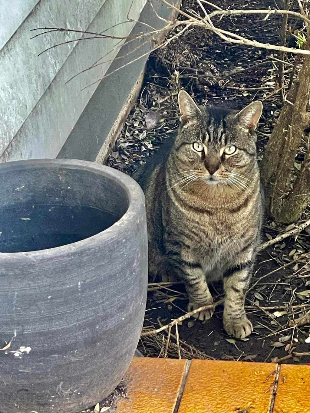 Forever Friends Animal Rescue | PLEASE NOTE: Open by appointment or pre-arrangement only, 680 Hazeldene Rd, Gladysdale VIC 3797, Australia | Phone: 0412 618 718
