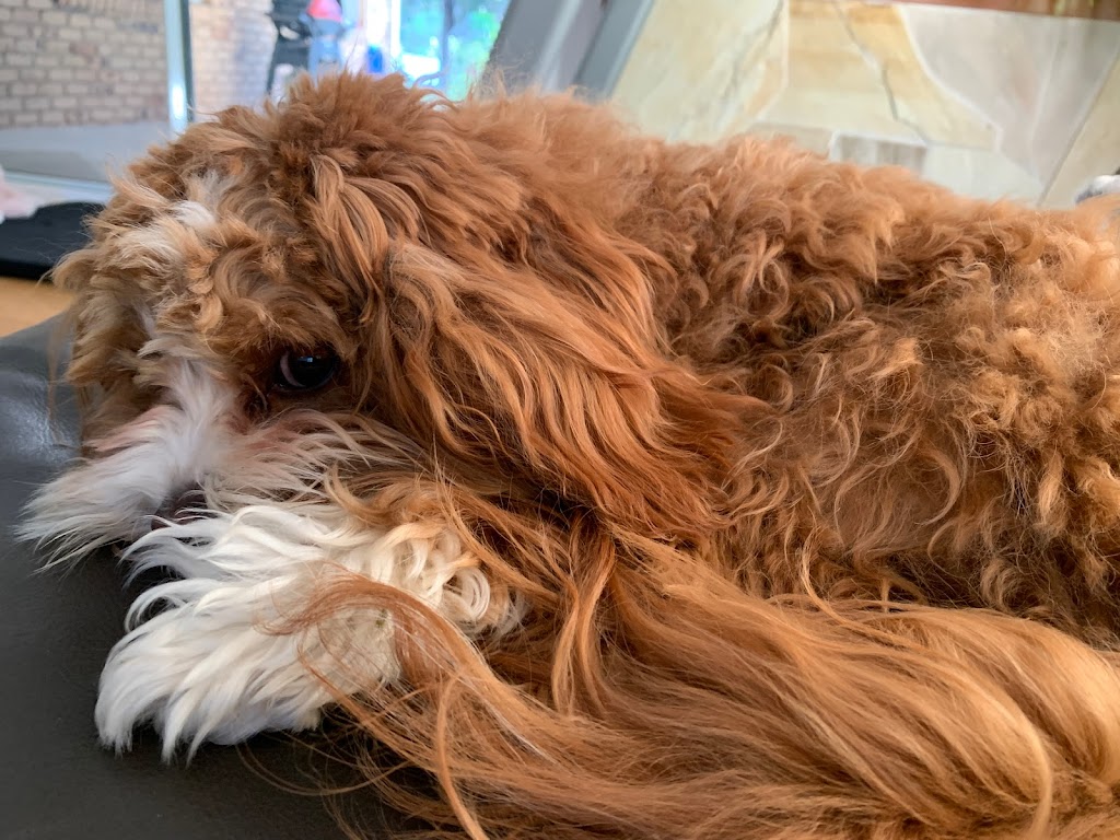 Perfection Pet Services | 15 Margaret St, Alexandra Hills QLD 4161, Australia | Phone: 0407 122 139