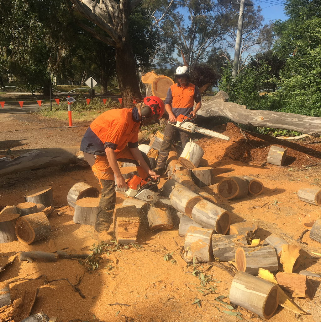 Treetops Tree Services | 3 Bussell Cres, Cook ACT 2614, Australia | Phone: 0407 573 008