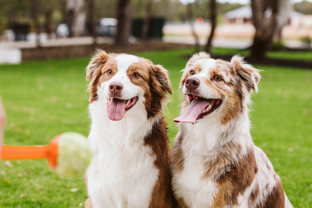 Greenslope Dog Park, Bushmead | Leeuwin Boulevard, Hazelmere WA 6055, Australia | Phone: 1300 295 823