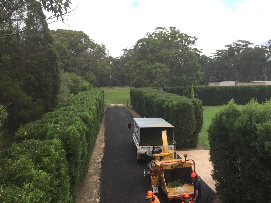 Branch Management Total Tree Services - Newcastle Tree Removal | 121 Dudley Rd, Charlestown NSW 2290, Australia | Phone: 0419 289 223