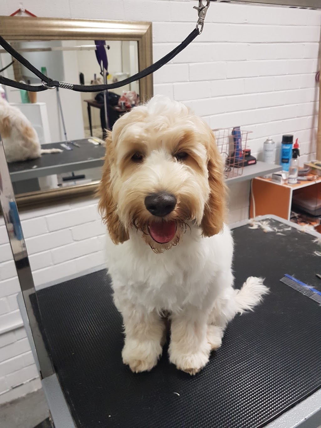 DGA Grooming Studio |  | Unit 9/63-69 The Village of Bowral, Kirkham Rd, Bowral NSW 2576, Australia | 0248613036 OR +61 2 4861 3036