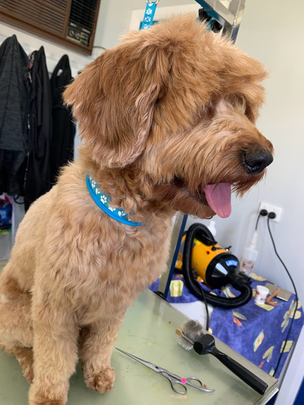 Little Brown Dogs SWR Dog Grooming | 19 Dilberang Cl, South West Rocks NSW 2431, Australia | Phone: 0439 988 918