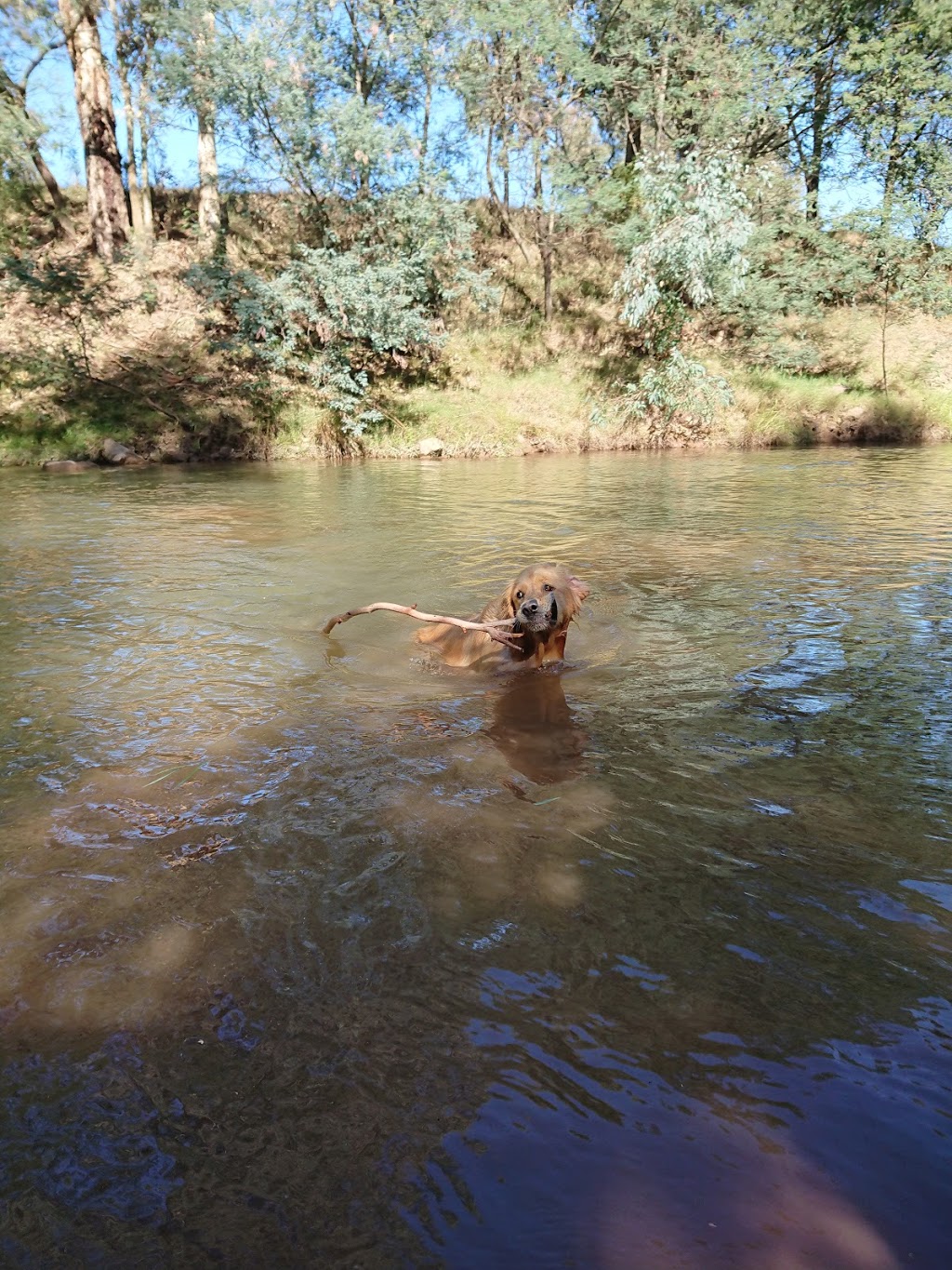 Bellbird Corner Riverside Reserve | Sandy Creek Rd, Maffra VIC 3860, Australia