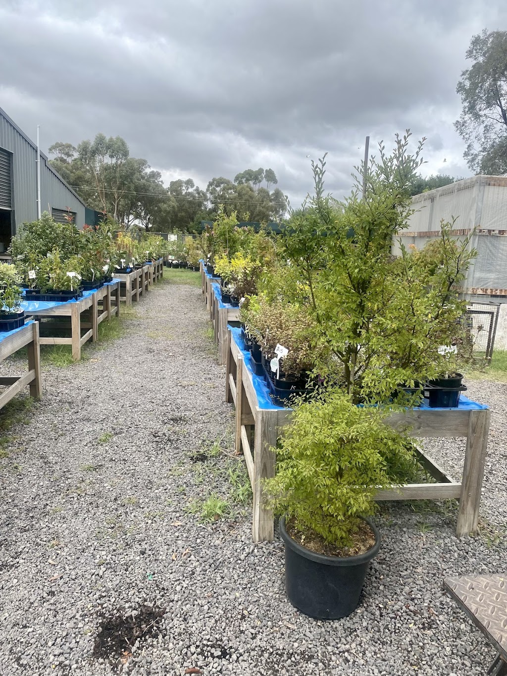 sandras nursery | 141 Witt St, Benalla VIC 3672, Australia | Phone: 0417 315 726