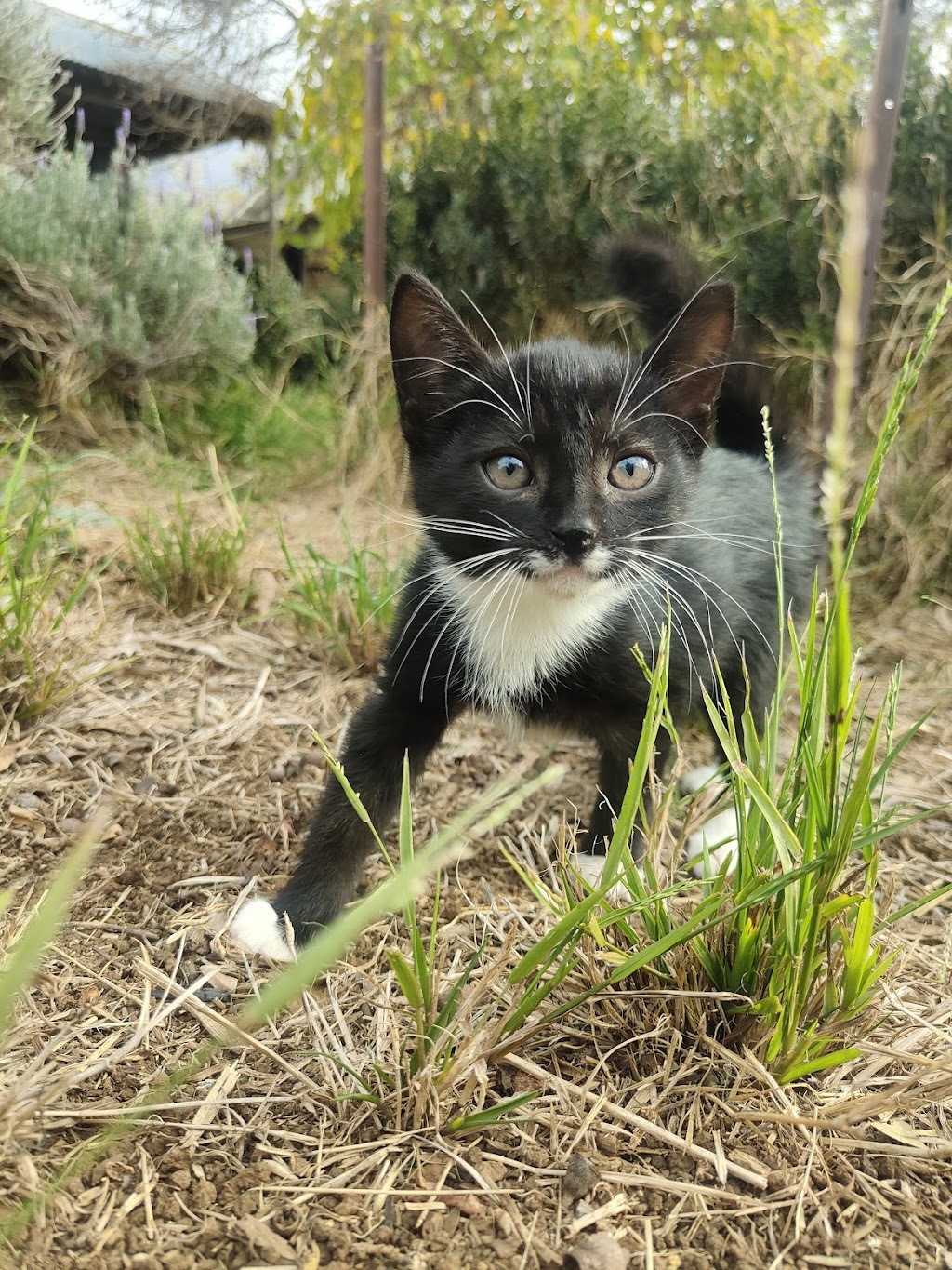 Pets at your Place | 880 Labuan Rd, Katandra West VIC 3634, Australia | Phone: 0437 965 592