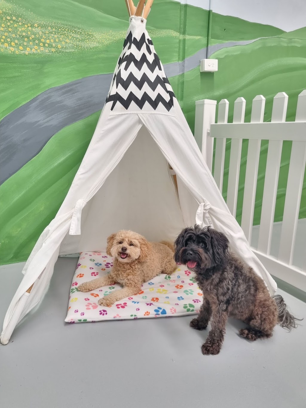 Simply Paws Daycare For Dogs | 1/13 Yandina Rd, West Gosford NSW 2250, Australia | Phone: 0415 838 082
