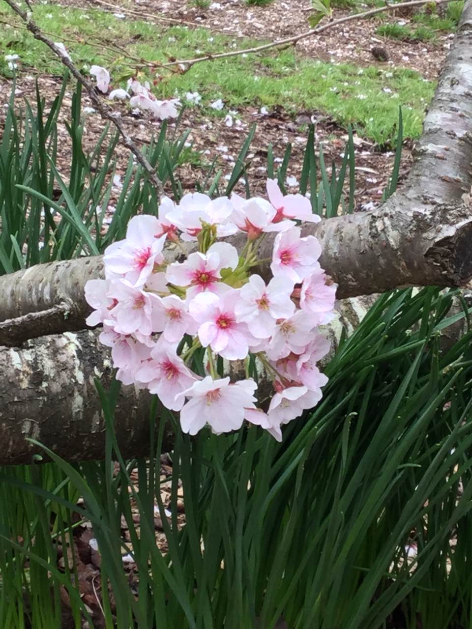 National Rhododendron Garden | park | Olinda VIC 3788, Australia