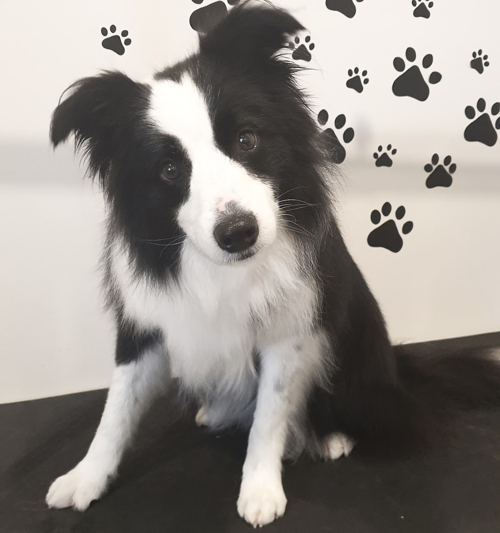 Tidy Tails | 21 Tinsmith Dr, Kyneton VIC 3444, Australia | Phone: 0408 878 339