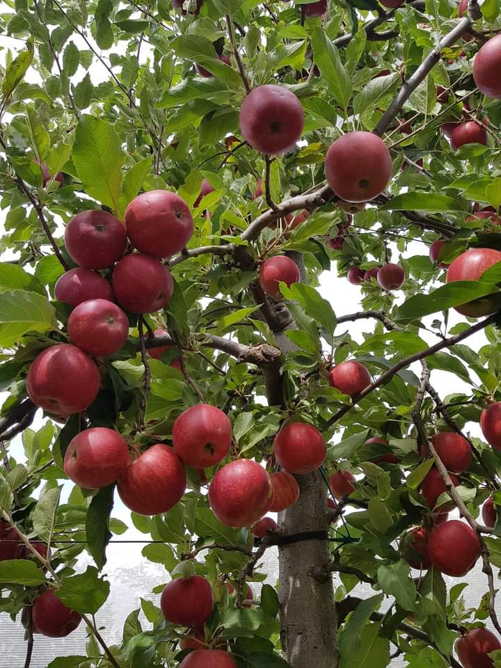 Dufruits Apple Orchard |  | 351 Willigobung Rd, Tumbarumba NSW 2653, Australia | 0408201717 OR +61 408 201 717