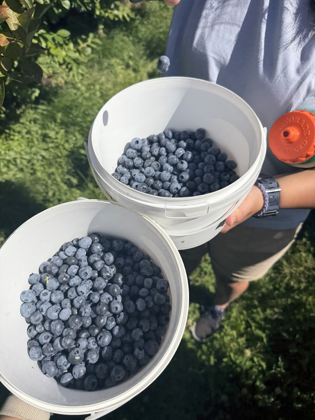 Tru-blu berries | Australia, Tasmania, Lymington, Cygnet Coast Rd, Tru-Blu Berries郵區編號: 7109 | Phone: (03) 6295 0082