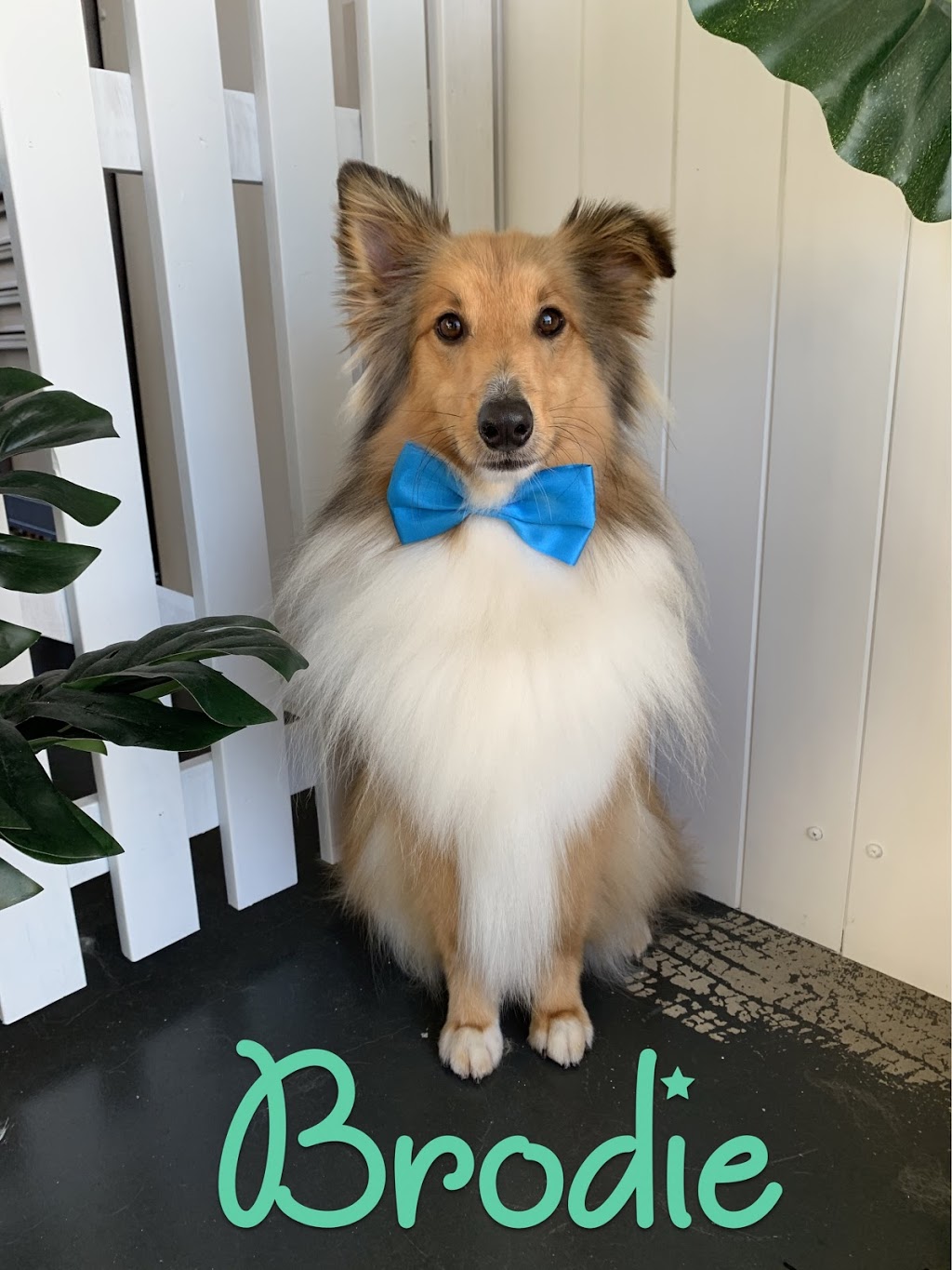 WOOFS Dog Grooming | 120 Capital Dr, Thrumster NSW 2444, Australia | Phone: 0431 151 374