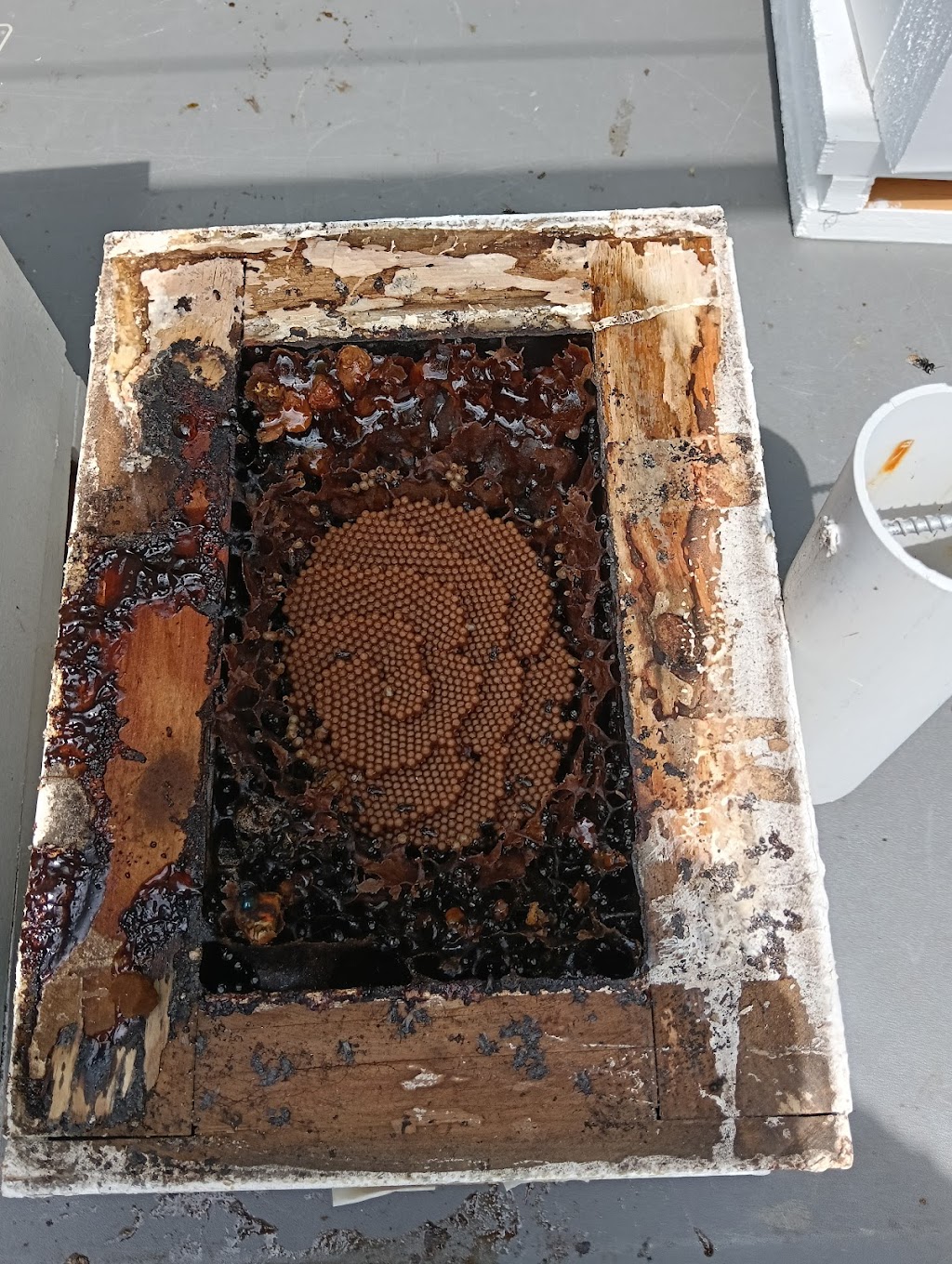 Beekeeping Honey & Native | 5 Fitzgibbon Ln, Rosemeadow NSW 2560, Australia | Phone: 1300 842 520