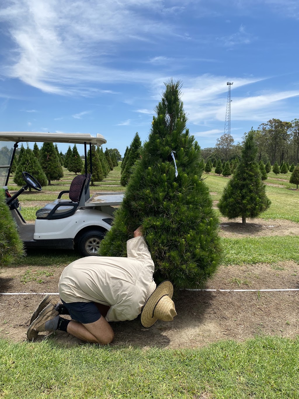 Sunshine Coast Christmas Tree Farm | 63 Endeavour Rd, Beerburrum QLD 4517, Australia | Phone: 0409 059 180