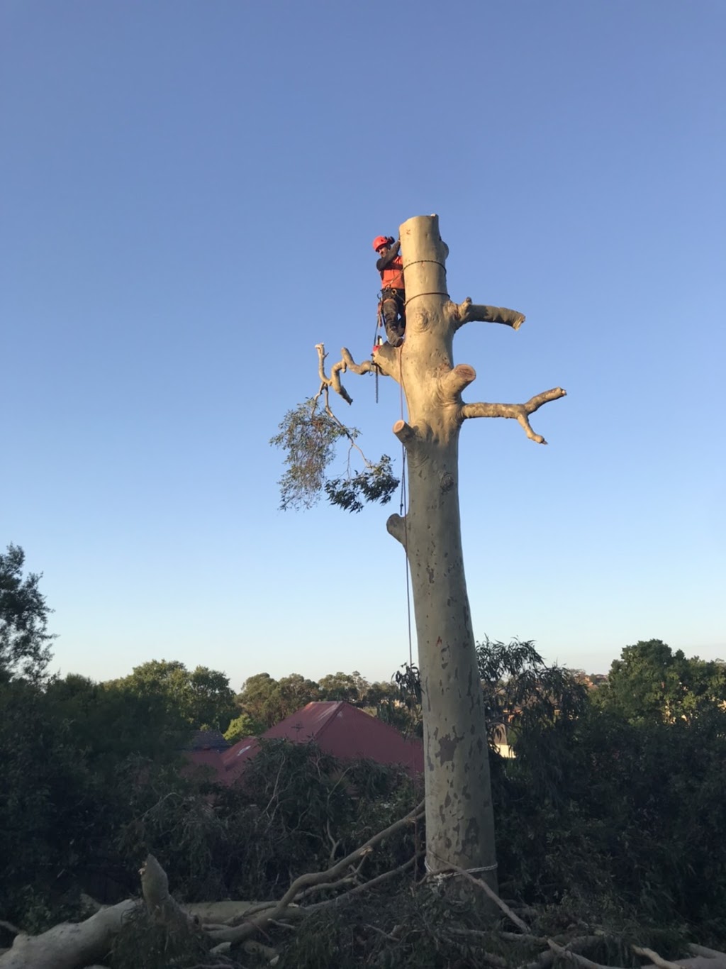 Eclipse Tree Services | 26 Goulburn St, Dudley NSW 2290, Australia | Phone: 0435 601 417