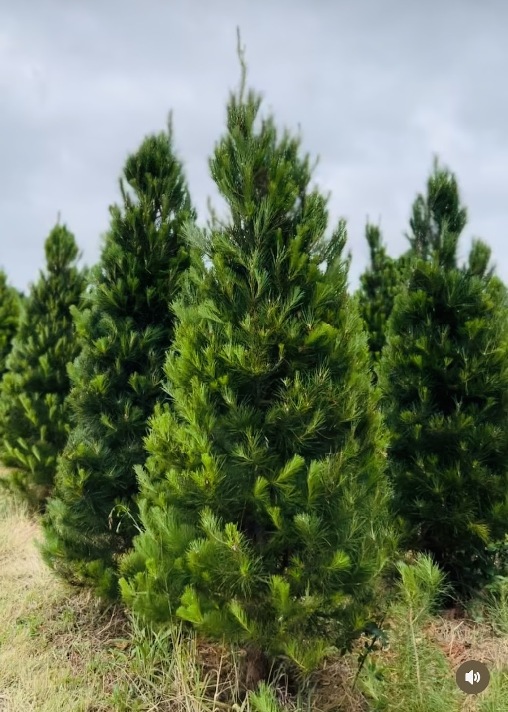Christmas Trees of Mansfield | 1035 Ancona Rd, Ancona VIC 3715, Australia | Phone: 0437 176 960