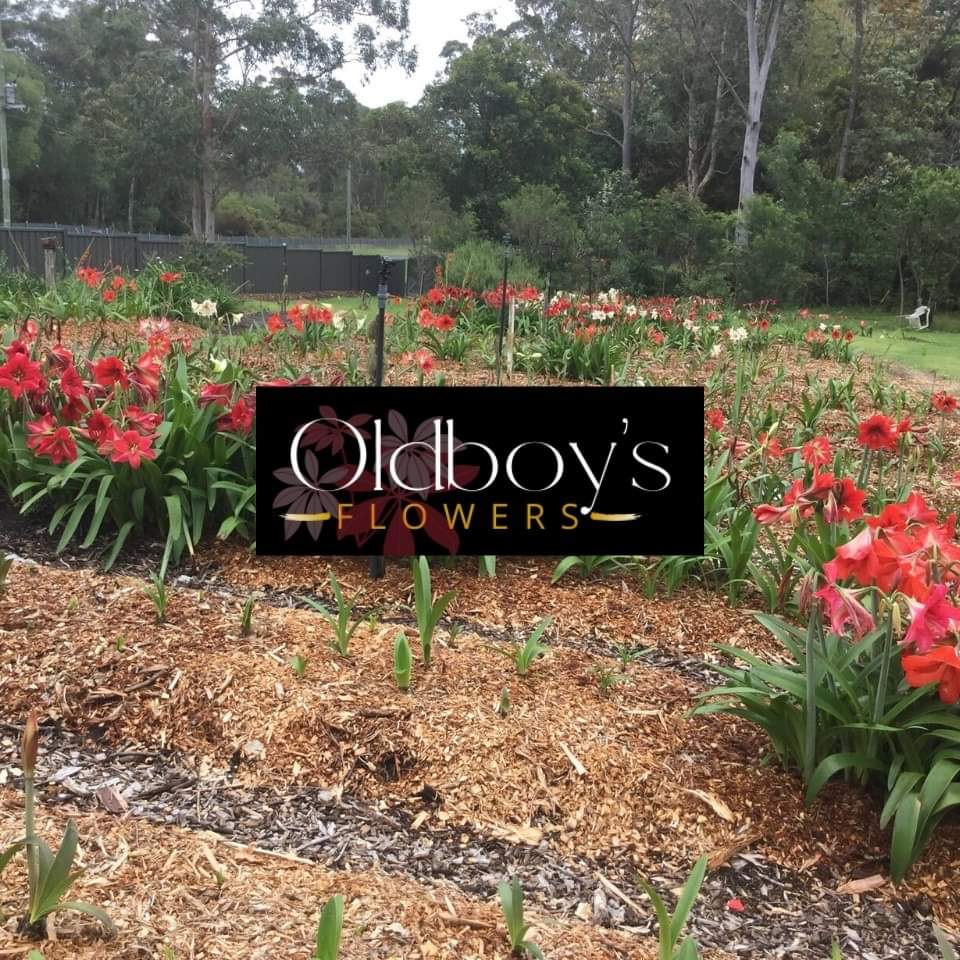 Oldboys Flowers | park | 1335 Wardell Rd, Wardell NSW 2477, Australia | 0468946750 OR +61 468 946 750