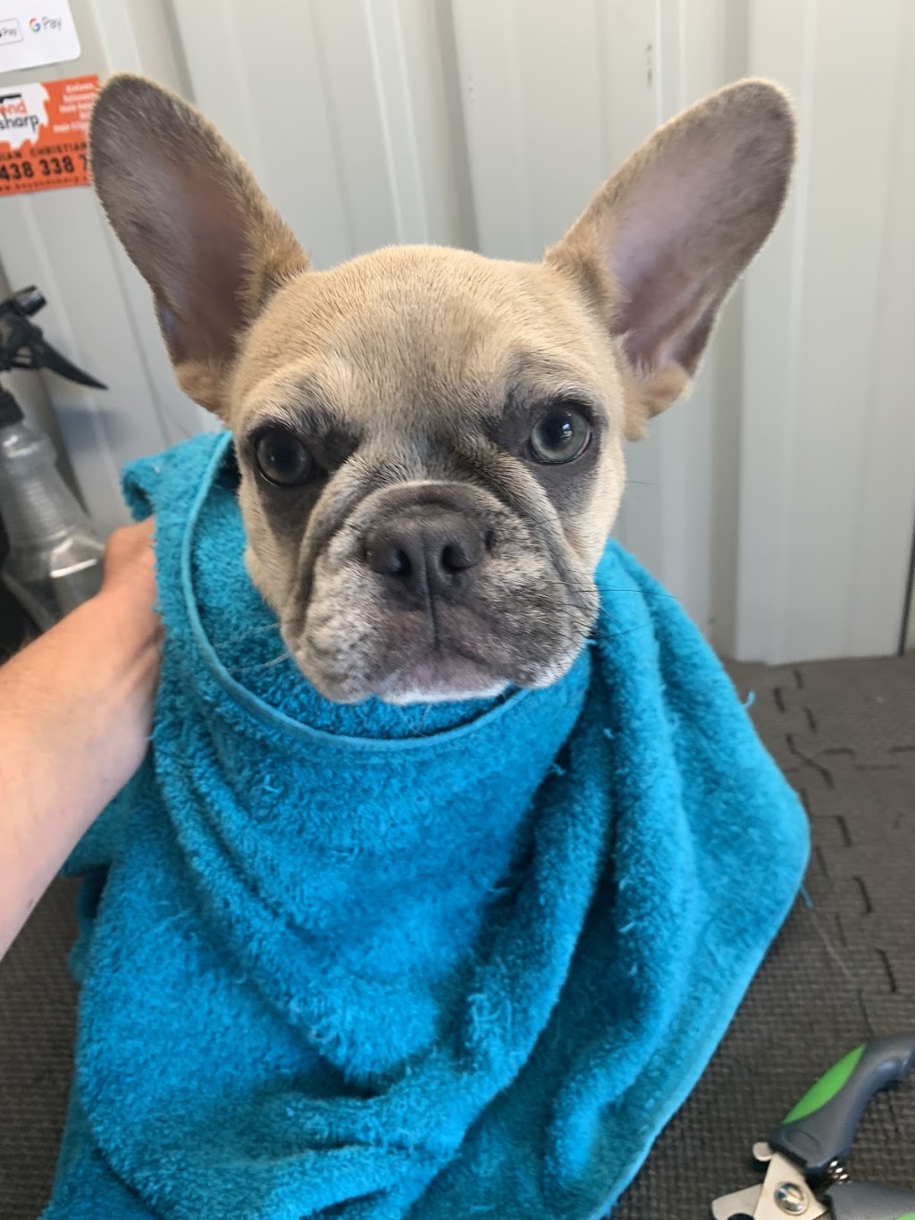 How its done, dog grooming | 299 Ashford Rd, Inverell NSW 2360, Australia | Phone: 0402 055 426