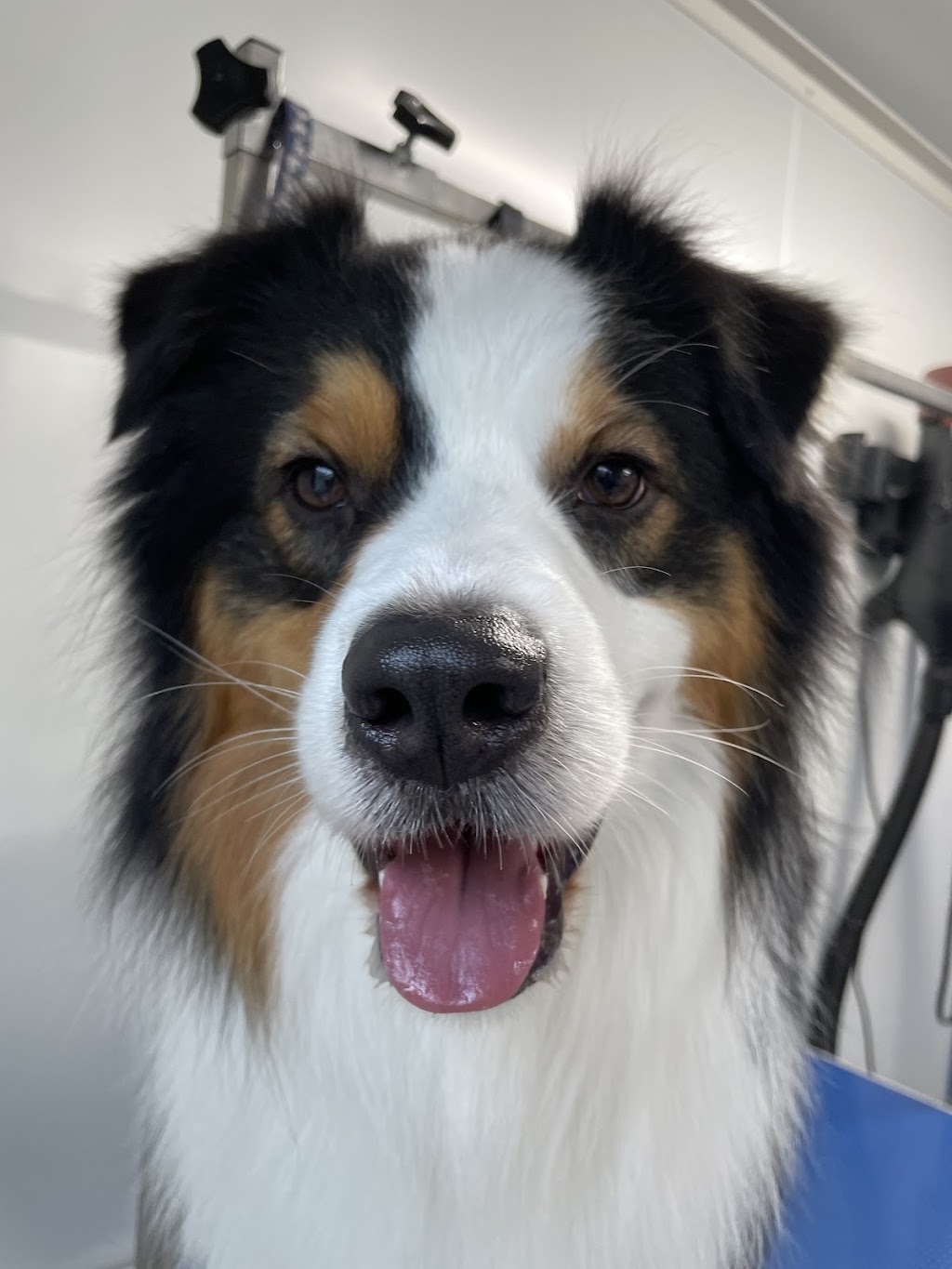 Alli’s Dog Grooming | 1039 Drouin-Korumburra Rd, Athlone VIC 3818, Australia | Phone: 0493 831 933