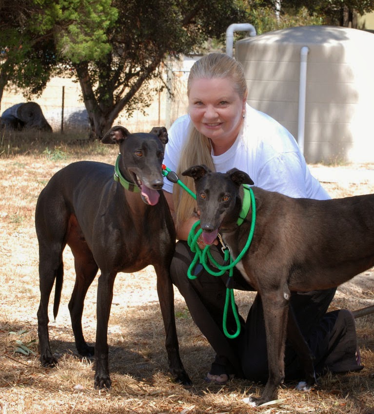 Greyhound Adoption Program | 298 Goulburn Valley Hwy, Seymour VIC 3660, Australia | Phone: (03) 5799 0166