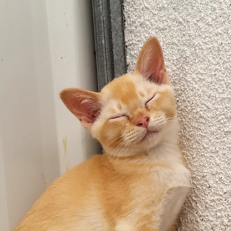 Warbo Burmese Kittens For Sale Cattery - 3119 Beechmont Rd, Witheren