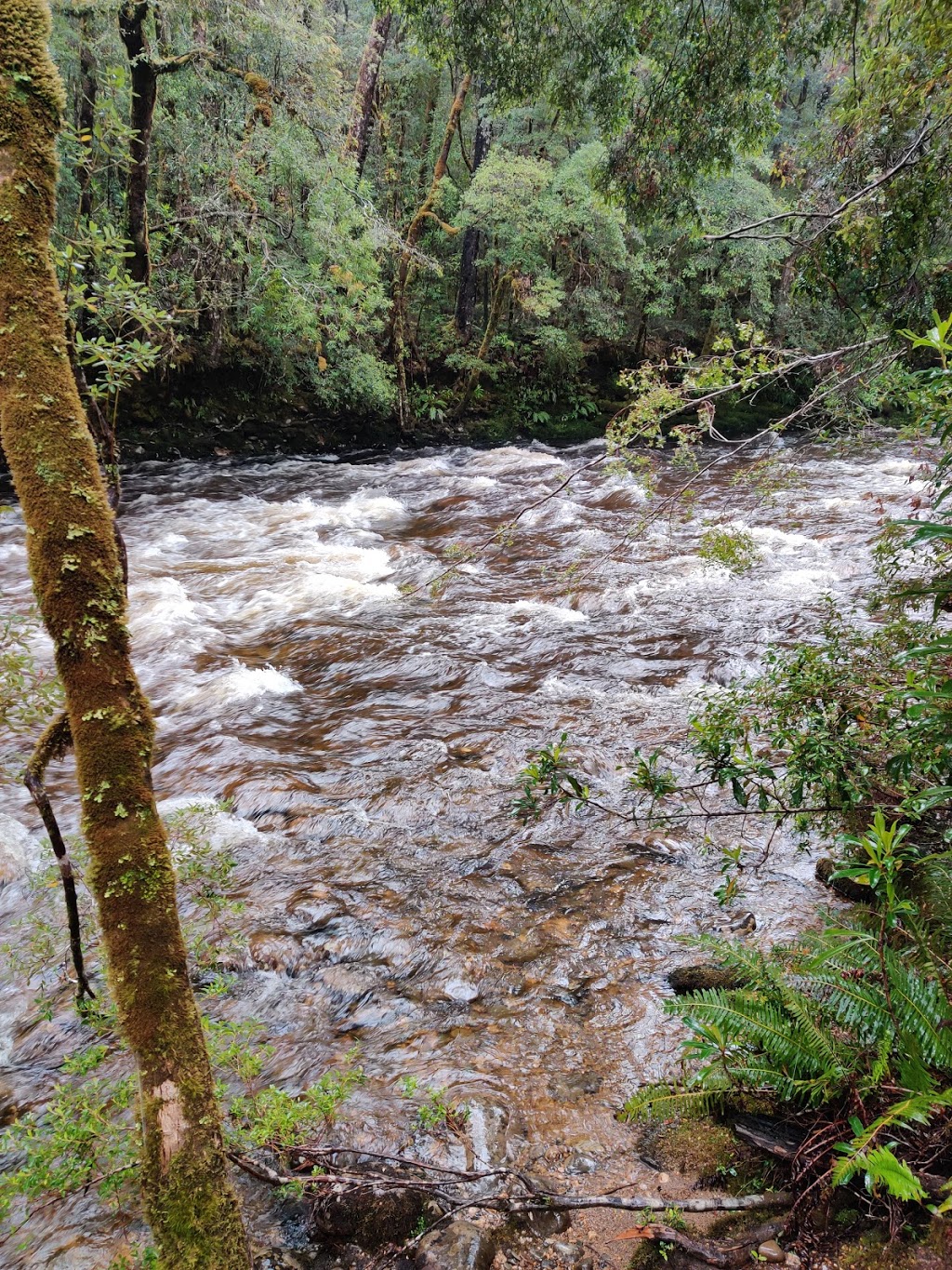 Franklin River Nature Trail Picnic Area | Franklin River Nature Trail, Southwest TAS 7139, Australia