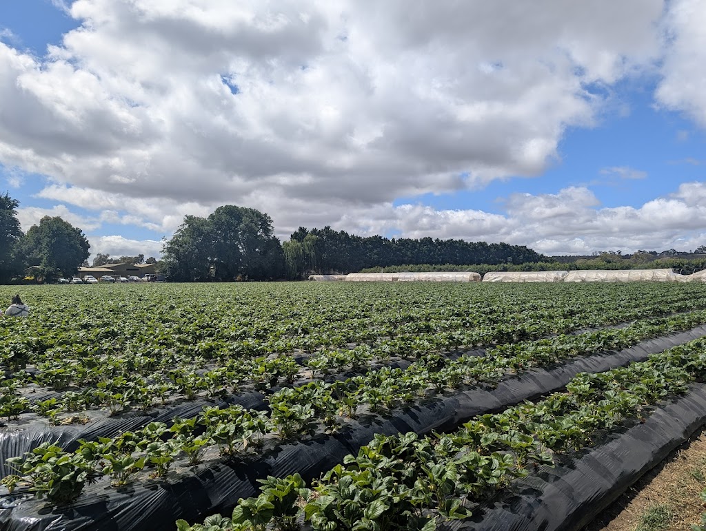 Naturipe Fruits - Bacchus Marsh Strawberry Farm | 534 Bacchus Marsh Rd, Bacchus Marsh VIC 3340, Australia | Phone: 0419 340 363
